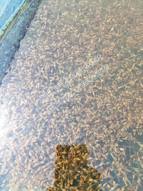 专业孵化的黑斑蛙蝌蚪种苗