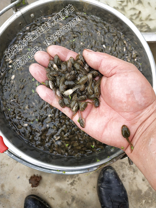 黑斑蛙优质种苗 黄豆大小蝌蚪种苗